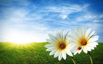 Flower-Wallpaper - Copie